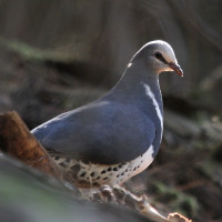 Wonga Pigeon